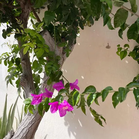 Parque Holandés Fuerteventura casa Mayte-3